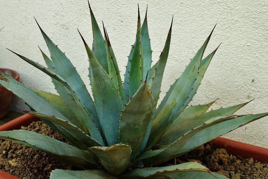 Agave avellanidens